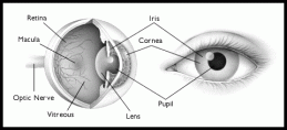 anatomy-of-the-eye